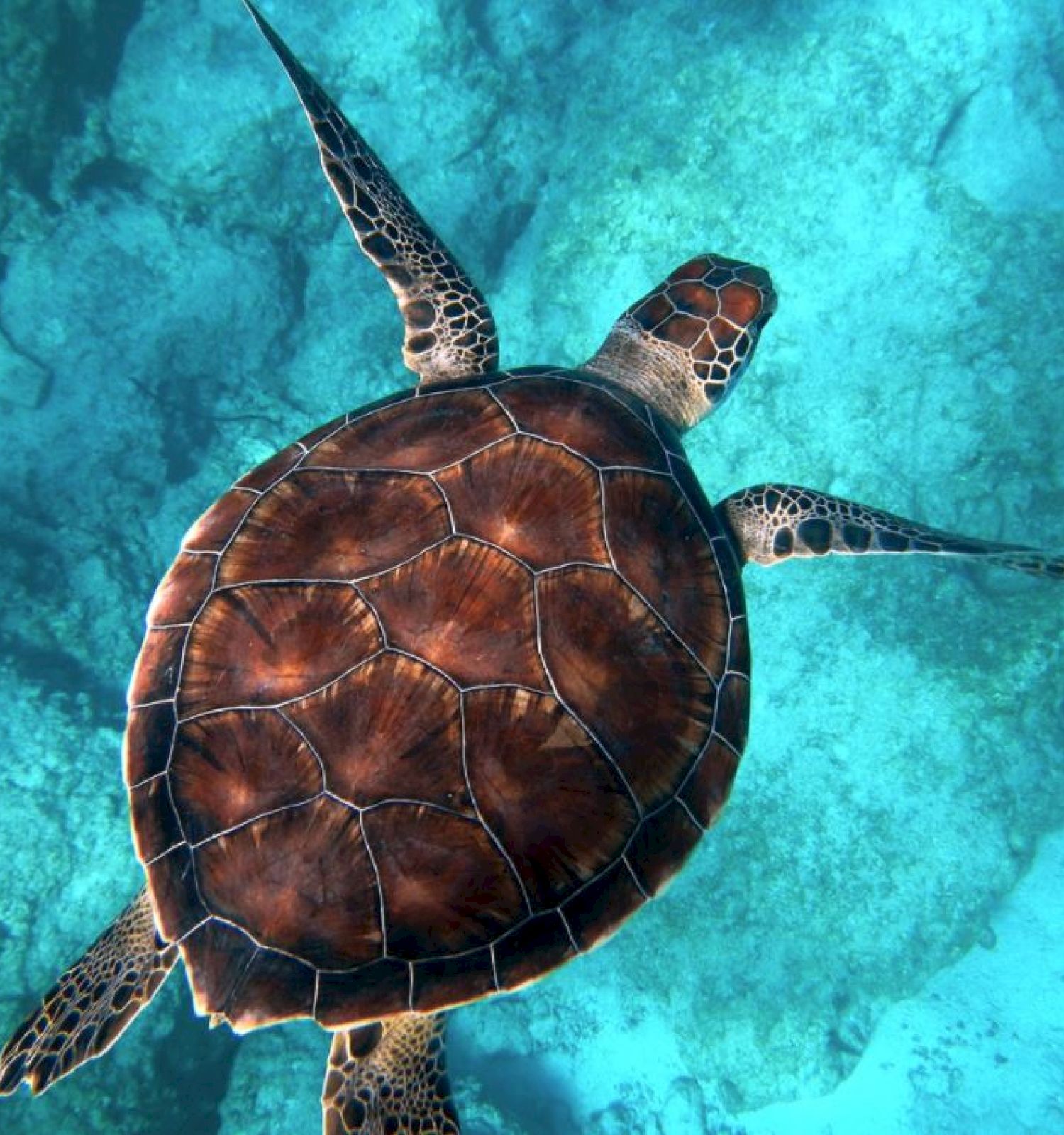 Barbados Beach Club All Inclusive Resort